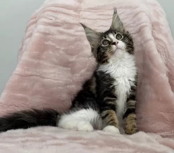 Mco Dişi 2209 Renk Üst Kaliteli Maine Coon