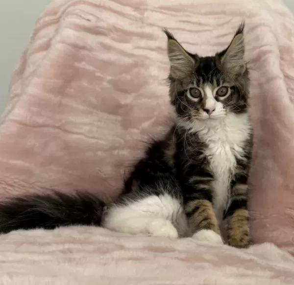 Mco Dişi 2209 Renk Üst Kaliteli Maine Coon