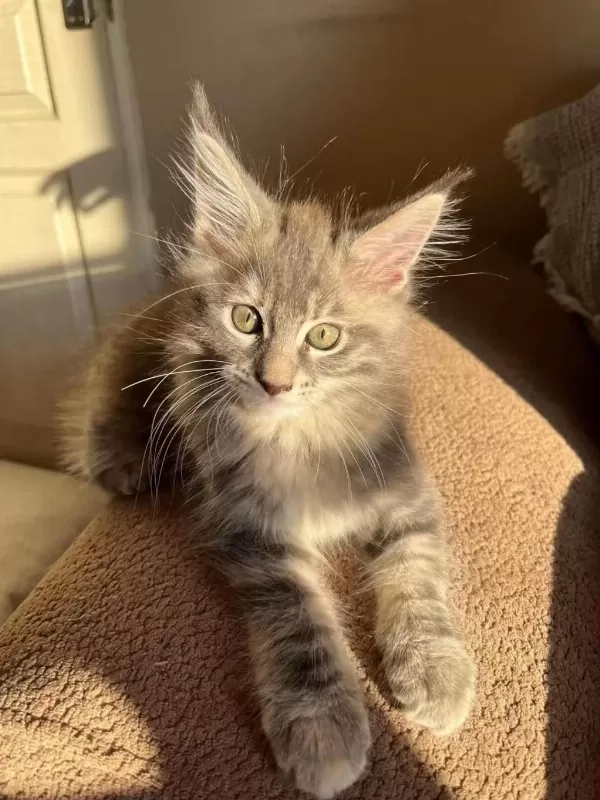 Çok Güzel Dişi Maine Coon Silver Renk