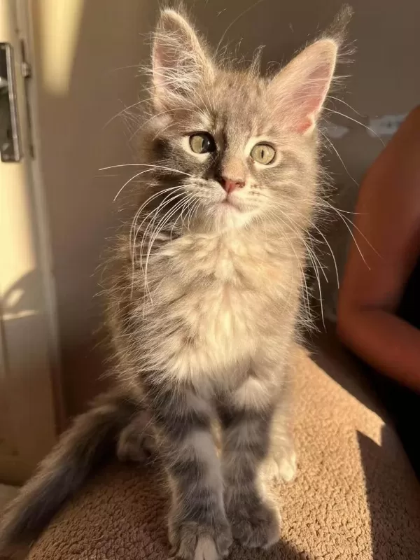 Çok Güzel Dişi Maine Coon Silver Renk