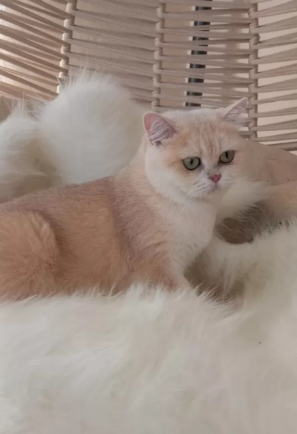 Ücretsiz Sahiplendirme British Shorthair Kedisi