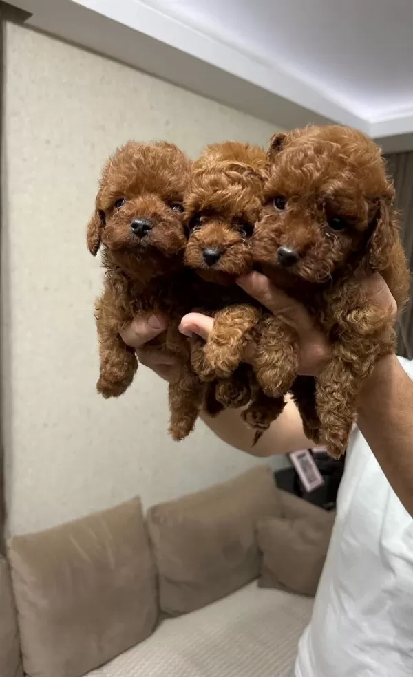 Red Brown Toy Poodle Bebekler