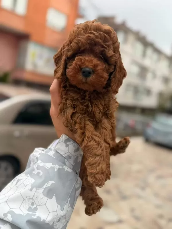 Red Brown Toy Poodle Bebekler