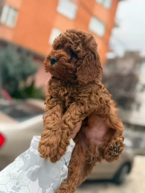 Red Brown Toy Poodle Bebekler