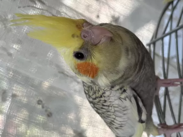 4 Adet Sultan Papağanı