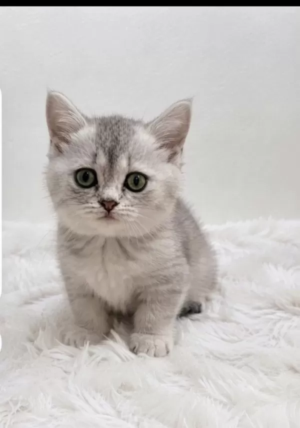Silver Point British Shorthair Bebeğim
