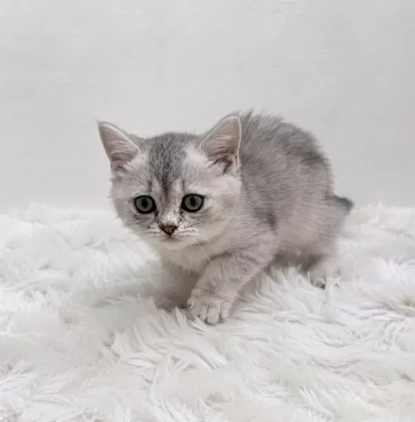 Silver Point British Shorthair Bebeğim