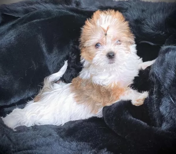 Tea Cup Morkie Yavrularımız Wc Eğitimli