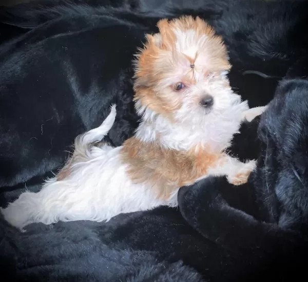 Tea Cup Morkie Yavrularımız Wc Eğitimli