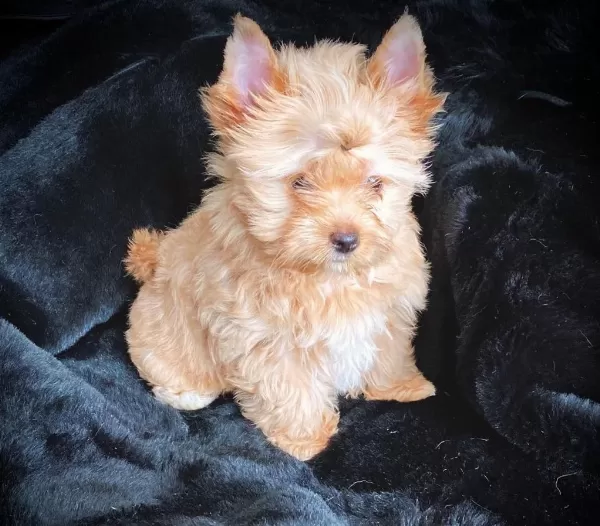 Tea Cup Morkie Yavrularımız Wc Eğitimli