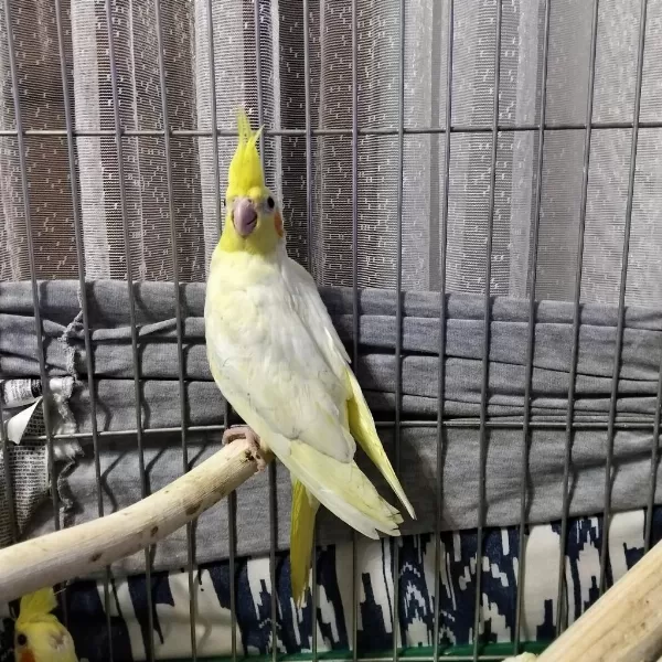 Yeni Yeme Düşmüş Bebek Kuşlar