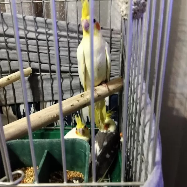 Yeni Yeme Düşmüş Bebek Kuşlar