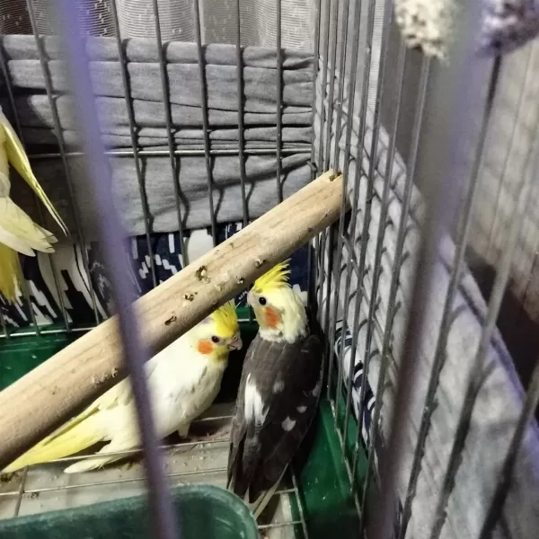 Yeni Yeme Düşmüş Bebek Kuşlar