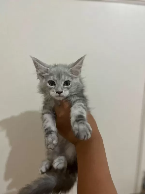 Safkan Main Coon Yavruları Anne Ve Baba Scr Kayıtlı