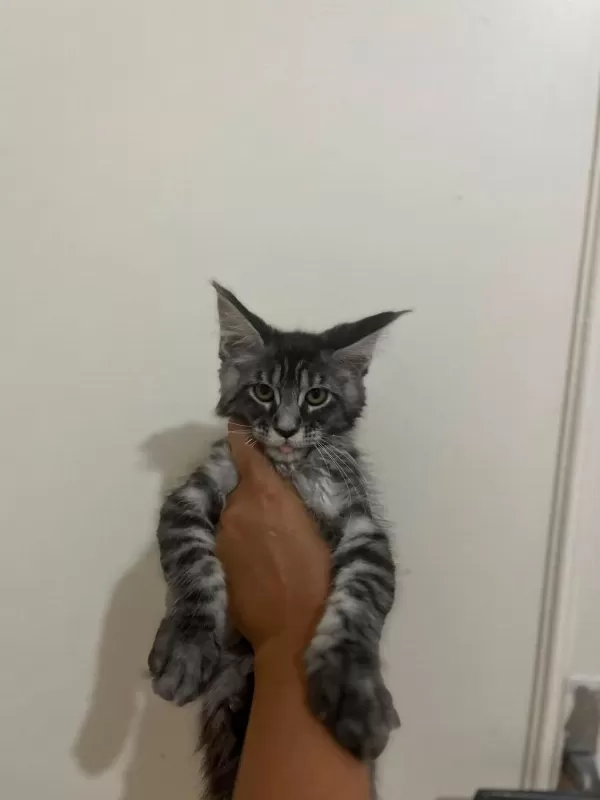 Safkan Main Coon Yavruları Anne Ve Baba Scr Kayıtlı
