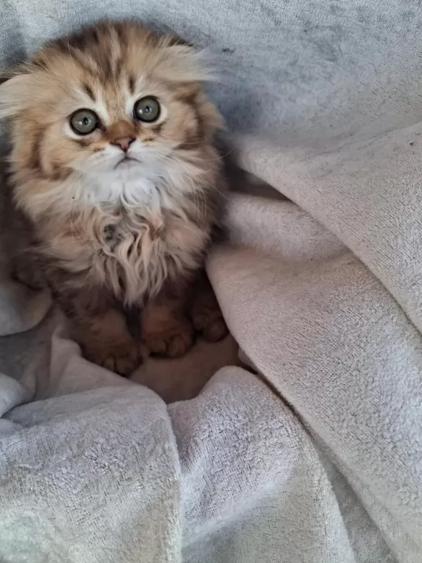 Scottish Fold Ve British Shorthair Yavrularımız