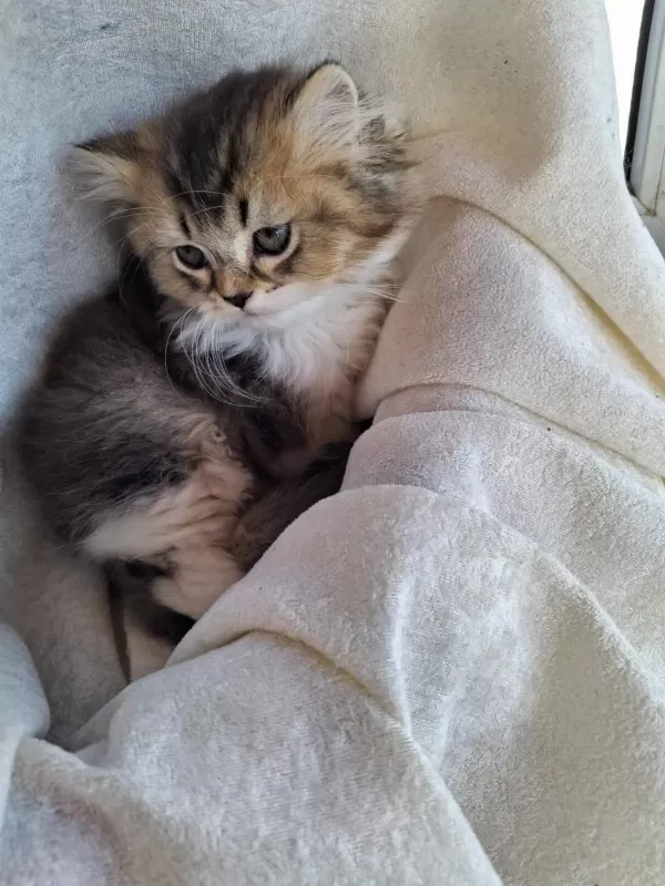 Scottish Fold Ve British Shorthair Yavrularımız