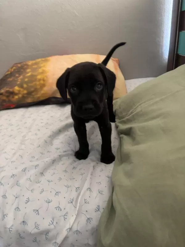 Dünyalar Tatlısı Güçlü Ve Asıl Cane Corso