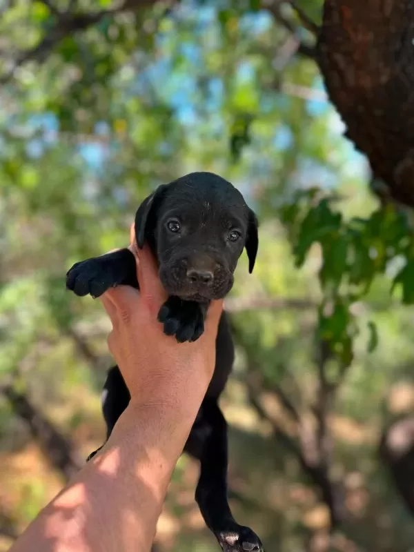 Dünyalar Tatlısı Güçlü Ve Asıl Cane Corso