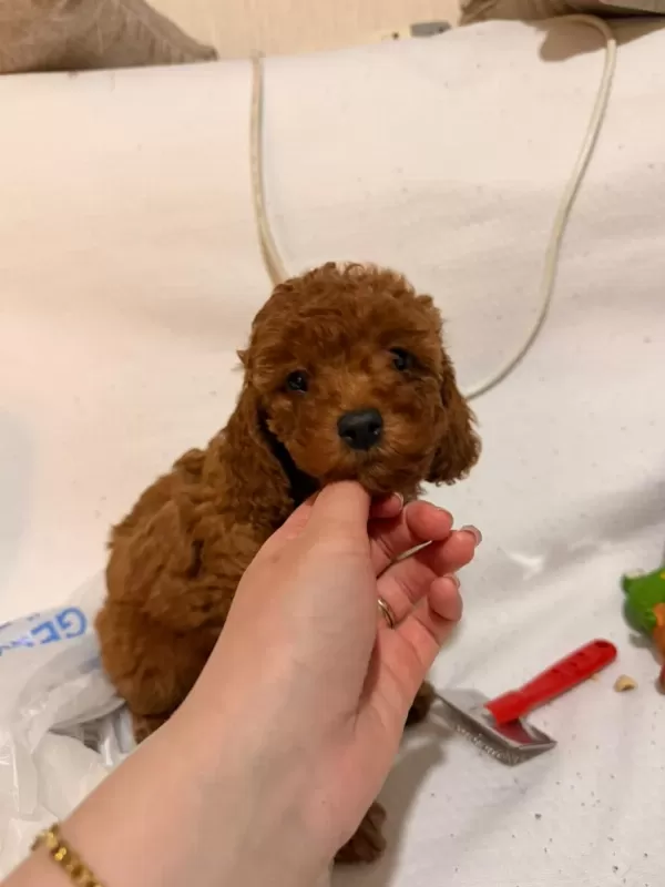 Red Brown Toy Poodle Yavrular