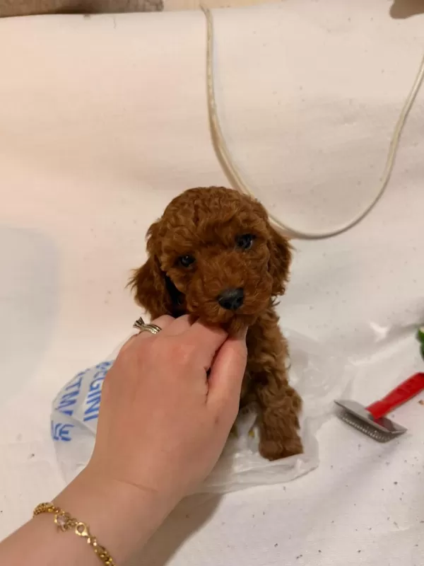 Red Brown Toy Poodle Yavrular