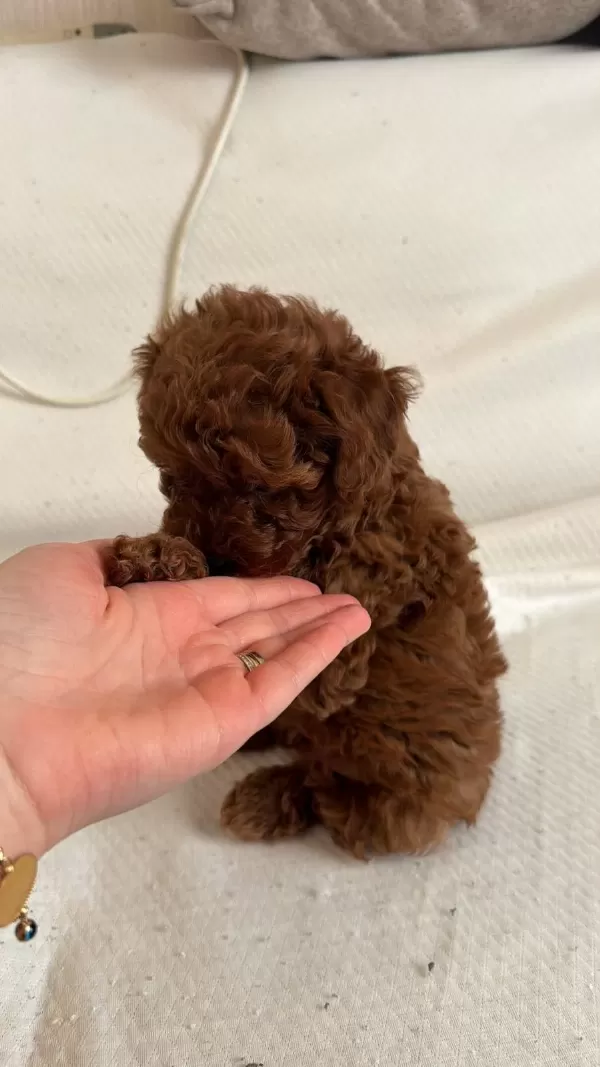 Red Brown Toy Poodle Yavrular