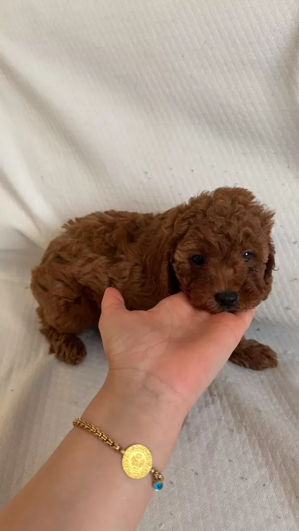 Red Brown Toy Poodle Yavrular