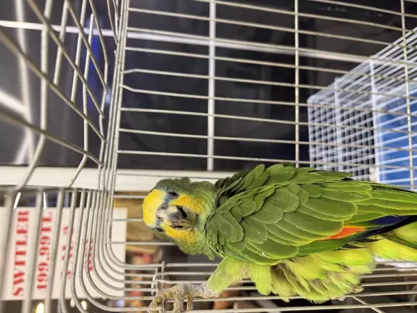 Belgeli Çipli Yasal Amazonica Papağani