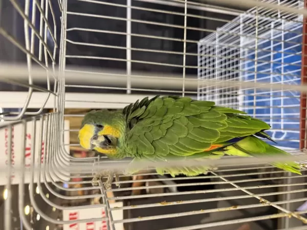 Belgeli Çipli Yasal Amazonica Papağani