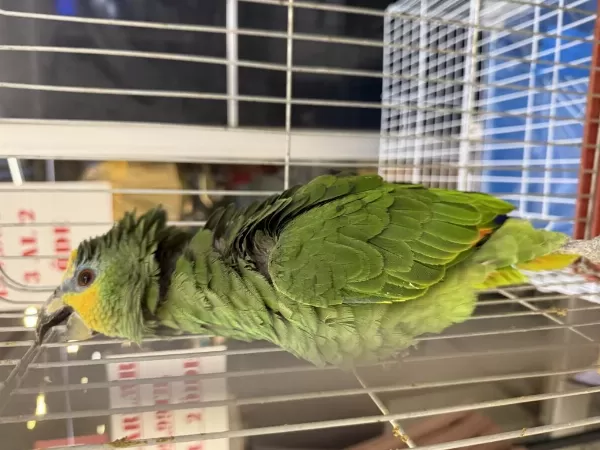 Belgeli Çipli Yasal Amazonica Papağani