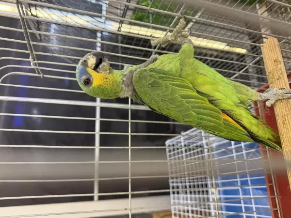 Belgeli Çipli Yasal Amazonica Papağani