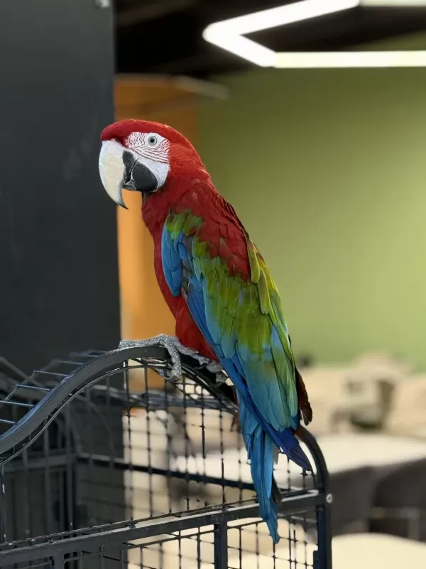 Kirmizi Ara Macaw Yavrusu Citypetshop