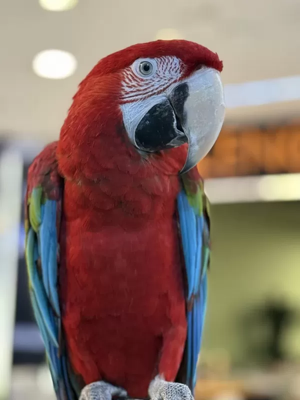 Kirmizi Ara Macaw Yavrusu Citypetshop