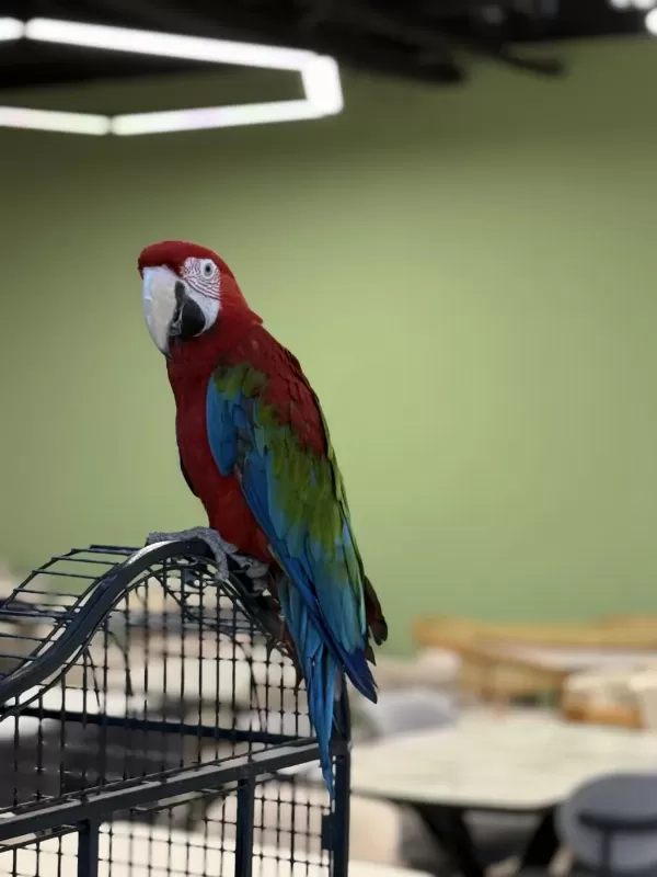 Kirmizi Ara Macaw Yavrusu Citypetshop
