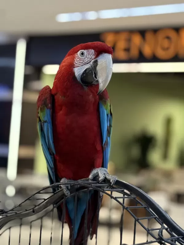 Kirmizi Ara Macaw Yavrusu Citypetshop