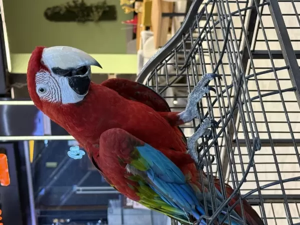 Kirmizi Ara Macaw Yavrusu Citypetshop