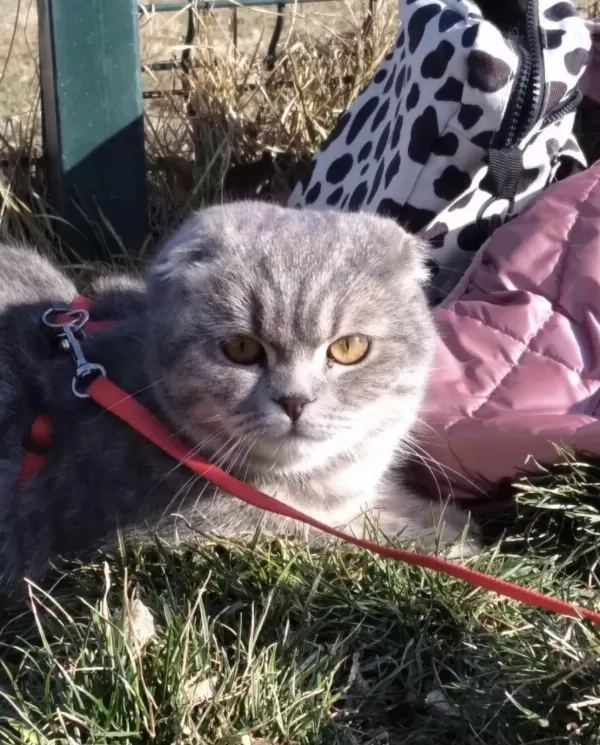 Ücretsiz Sahiplendirme Scottish Fold Kedisi