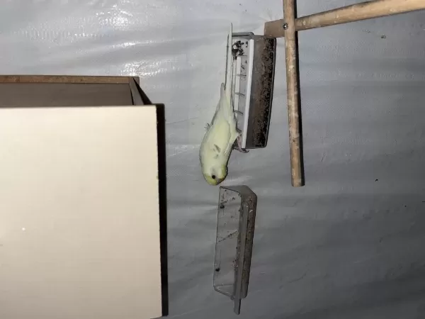 7 Erkek Ve 7 Dişi Üremeye Hazır Yetişkin Muhabbet Kuşlar