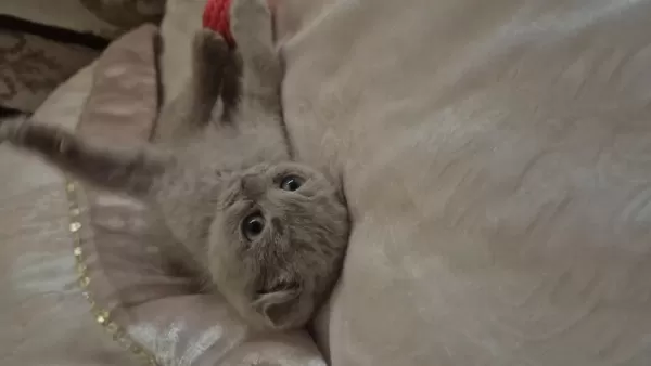Dünyalar Güzeli Lilac Dişi Uygun Scottish Fold Latte
