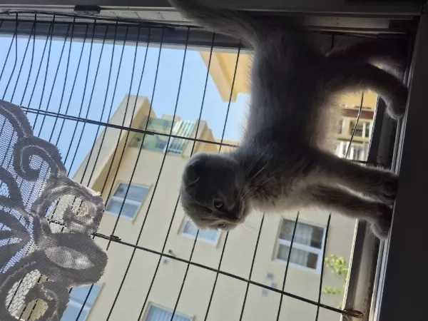 Dünyalar Güzeli Lilac Dişi Uygun Scottish Fold Latte