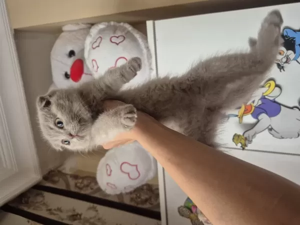 Dünyalar Güzeli Lilac Dişi Uygun Scottish Fold Latte