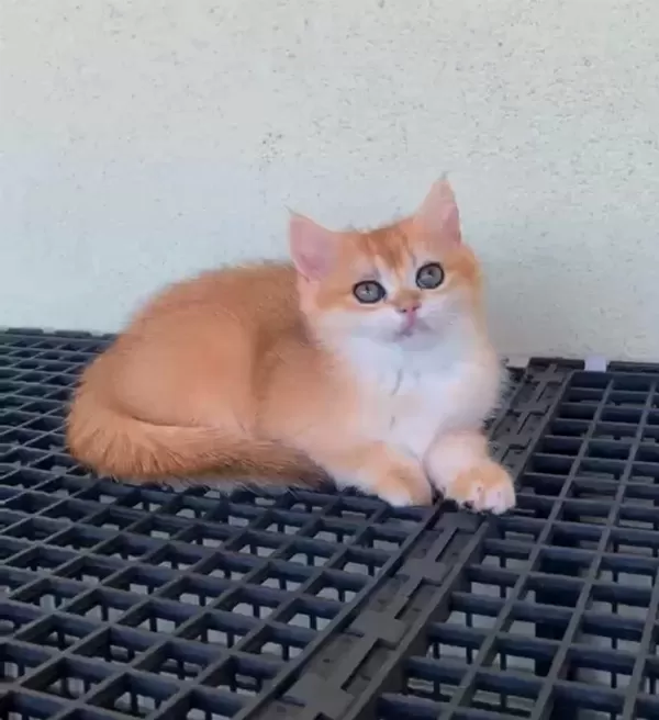 British Shorthair Golden Uyguna Yavrular
