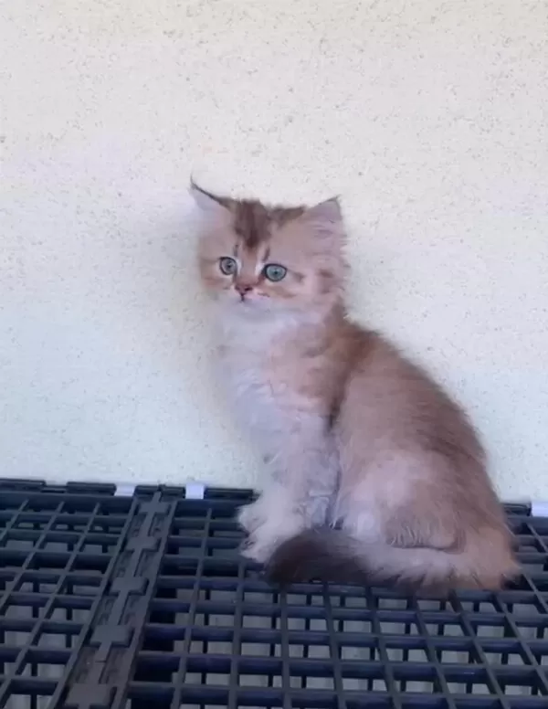 British Shorthair Golden Uyguna Yavrular