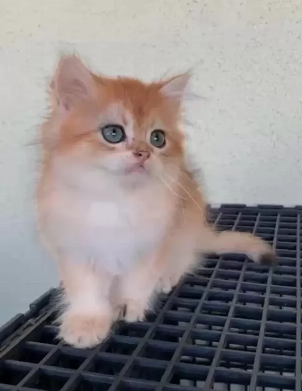 British Shorthair Golden Uyguna Yavrular
