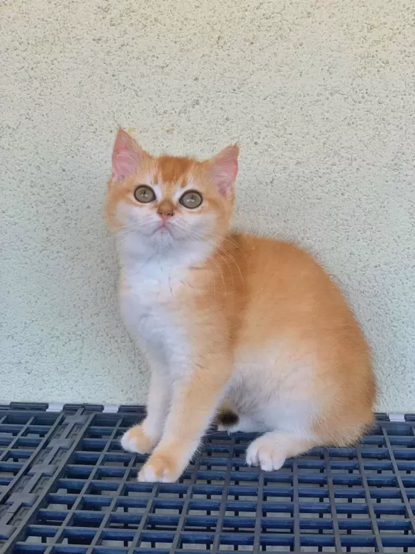 British Shorthair Golden Uyguna Yavrular