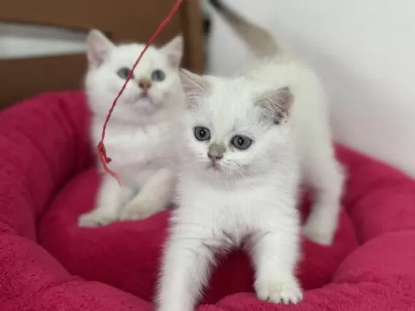 Nadir Olan Beyaz Mavi Gözlü British Shorthair Yavrular