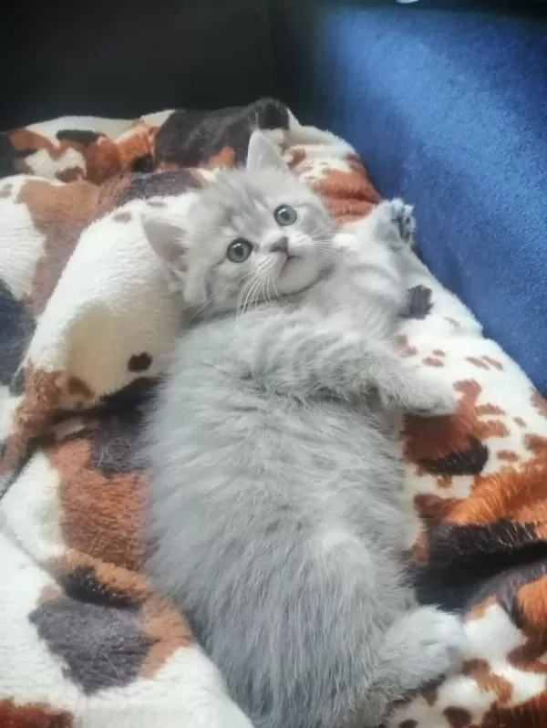 Pendik Evden Kedimiz