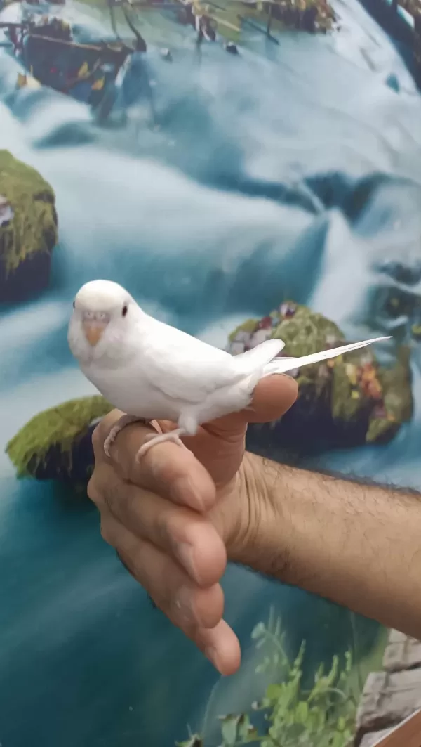 Harika Yavru Muhabbet Kuşu