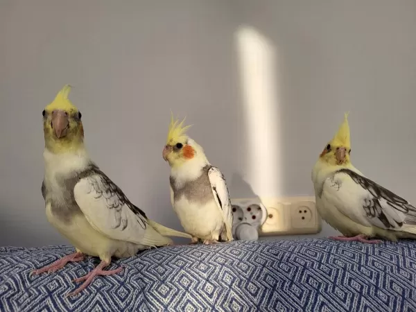Ev Ortaminda Büyümüş Sultan Yavrularim