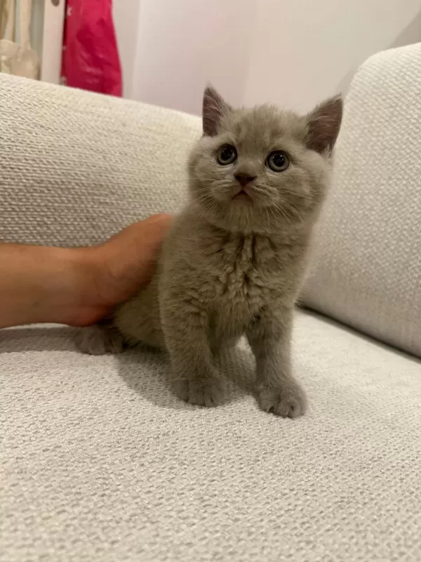 British Shorthair Yavrularimiza Yuva Ariyoruz